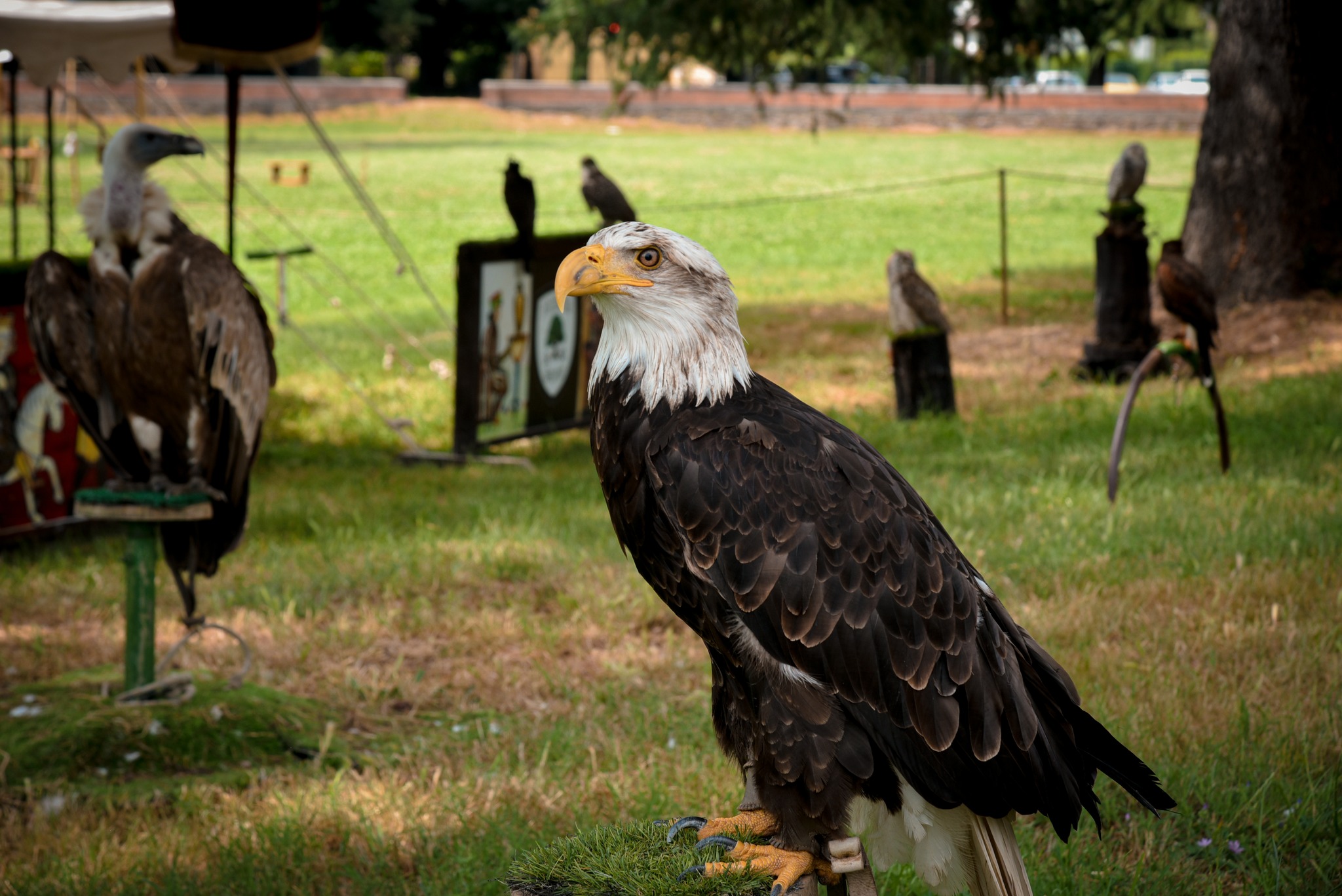 falco
